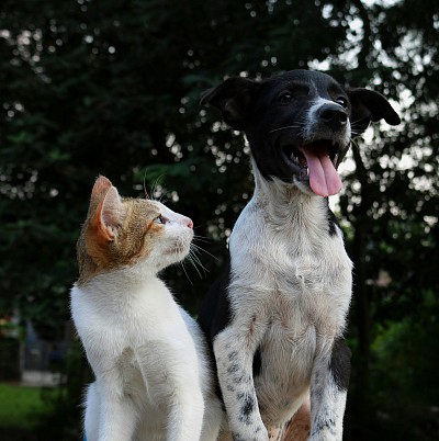 Dog and cat